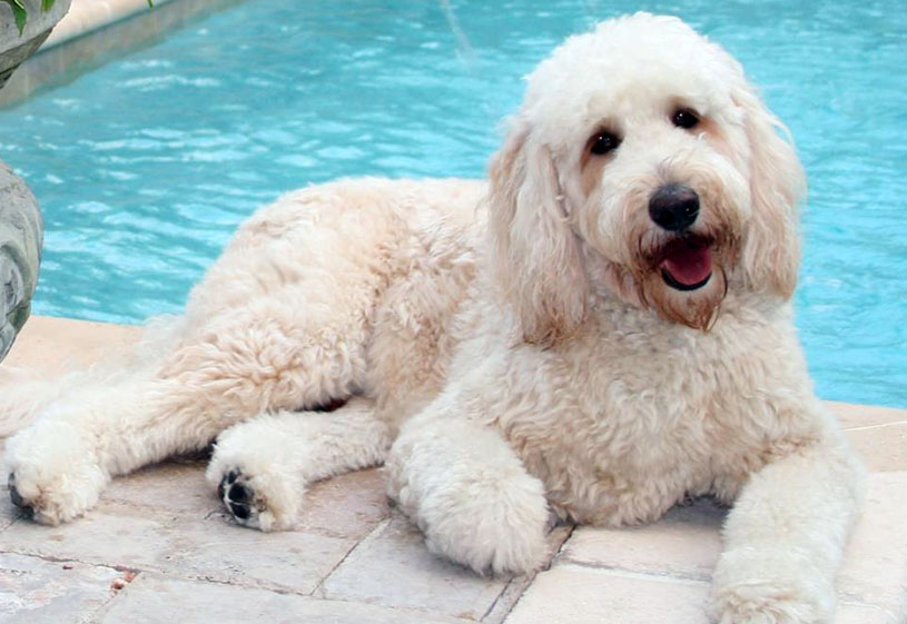 Goldendoodle and tips to buy them
