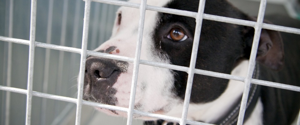 Dog Kennels Give Your Pet Protection