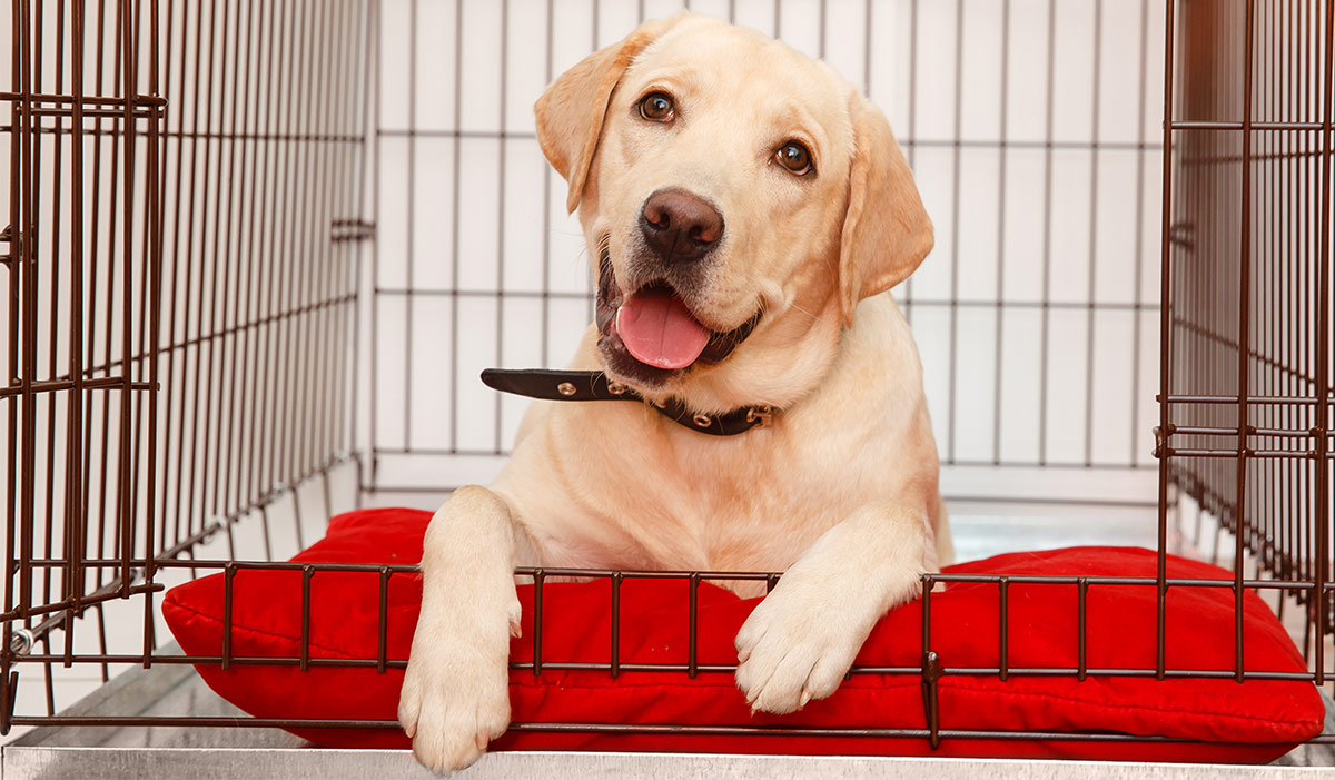 Know How Important Crate Training For Your Puppy