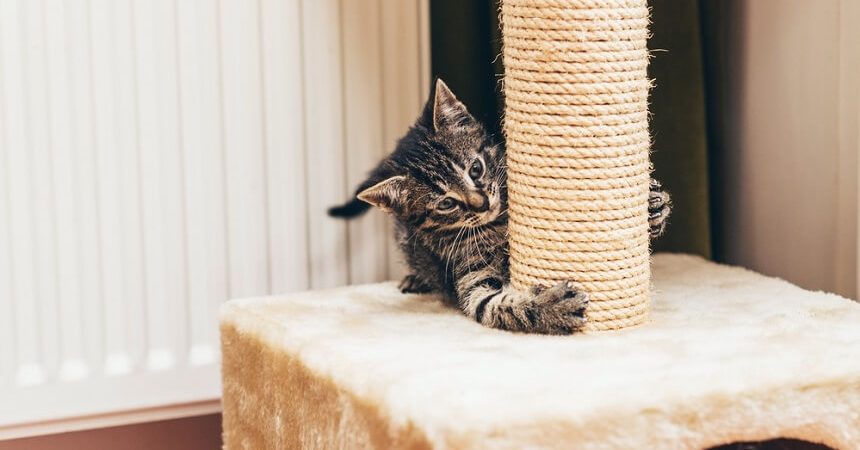 High Quality Cat Trees for your Pet
