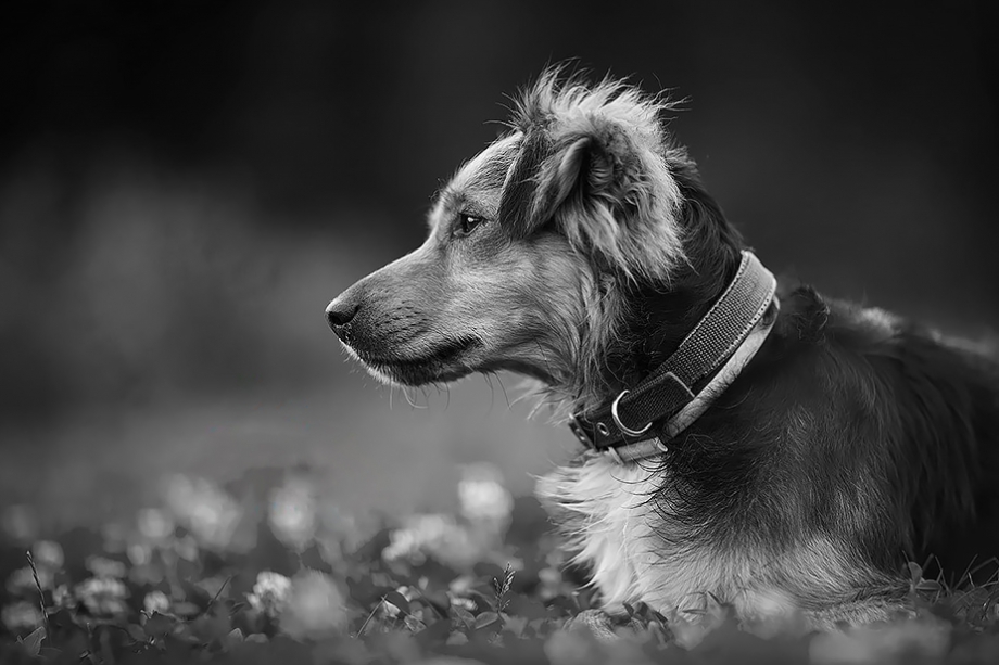 Reasons Why You Should Hire a Pet Photographer