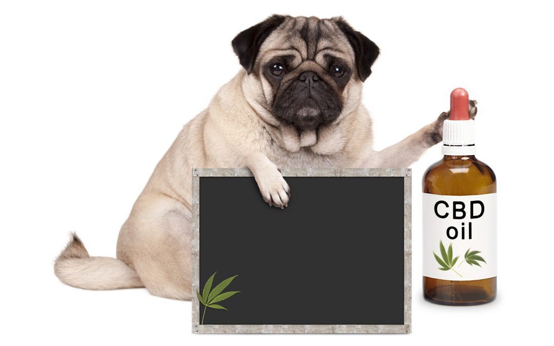 Is CBD treats safe for dogs?
