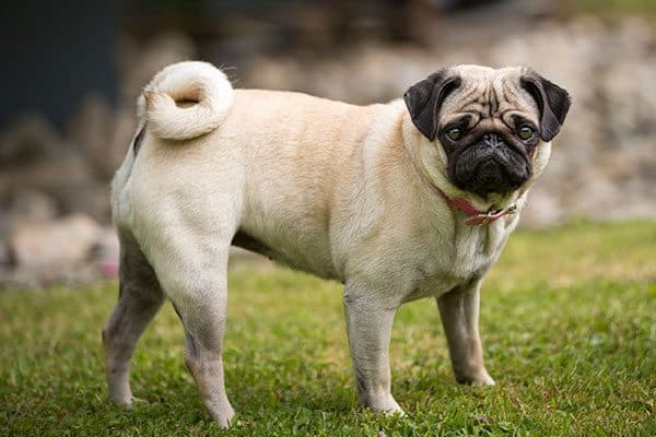 5 things you should know before adopting a PUG