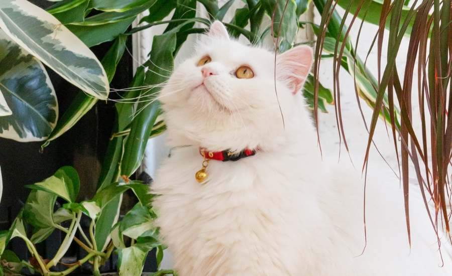 Glam Up Your Cat with Amazing Cat Collars