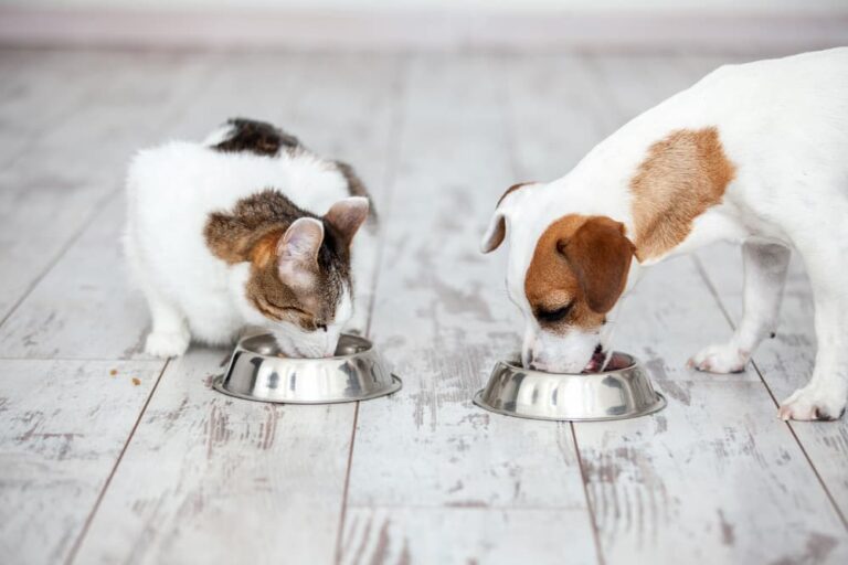 Choosing The Right Nutritional Supplements For Dogs
