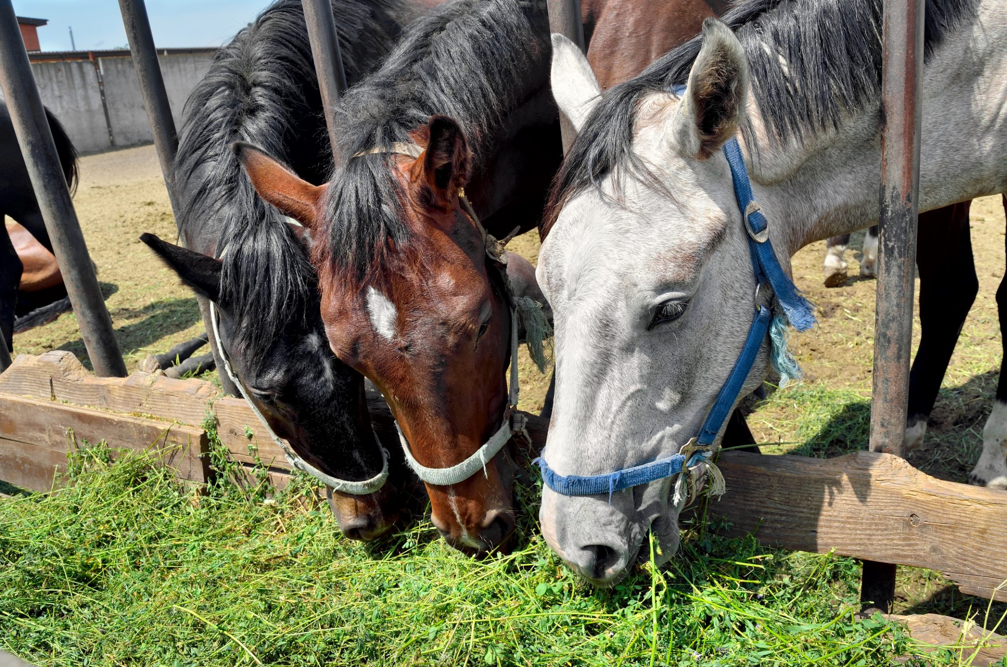 Good Practices For Bio-Security In Stables