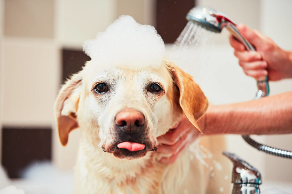 mobile dog grooming