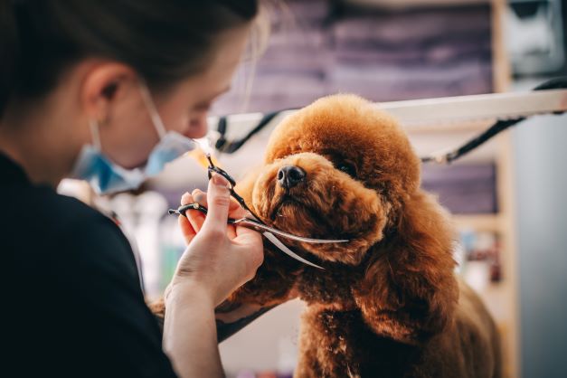 veterinary service