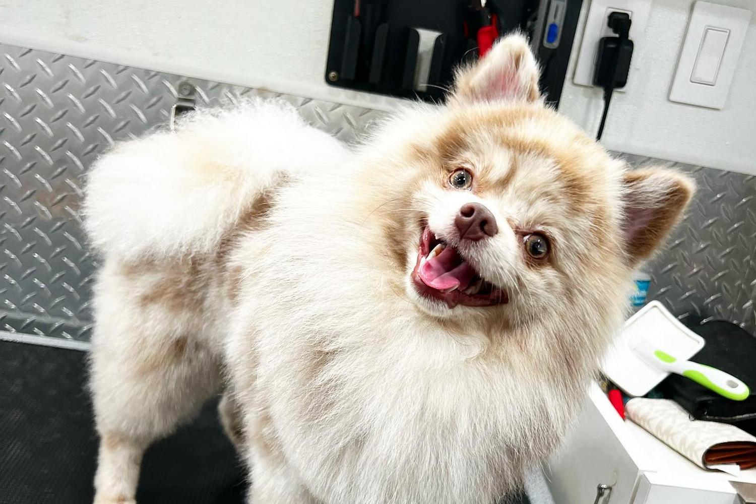 Mobile Pet Grooming